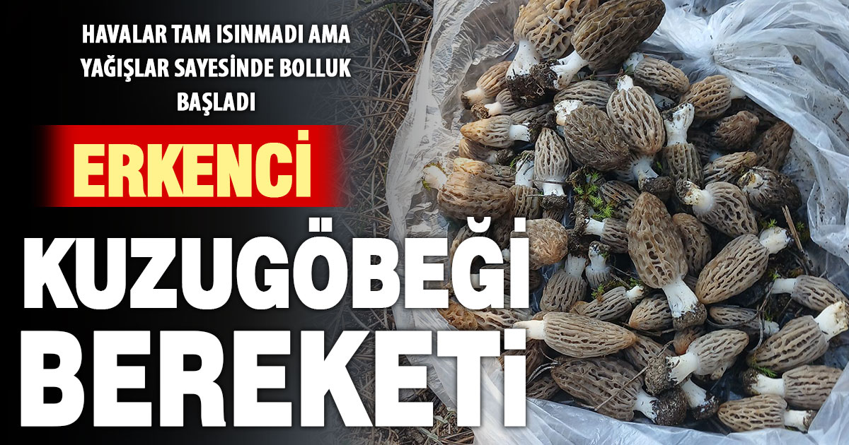 Denizli’de kuzugöbeği mantarı biraz erken çıktı