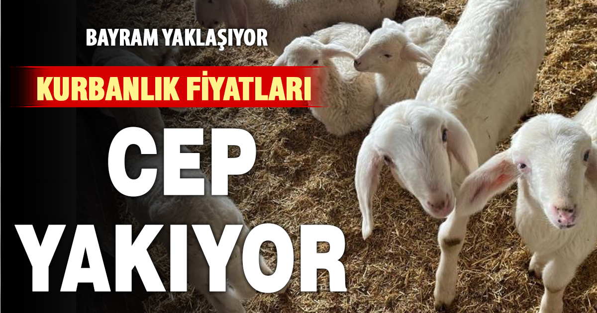 Kurbanlıklar fiyatları cep yakıyor