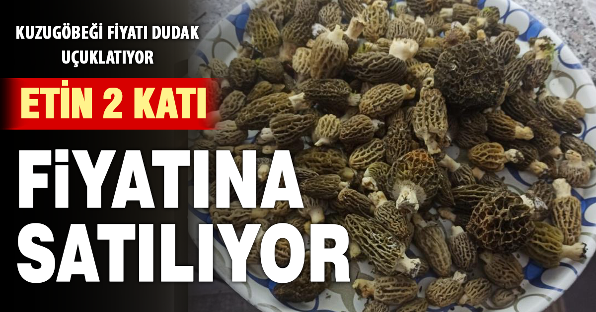 Buldan ormanlarında kuzugöbeği bereketi 