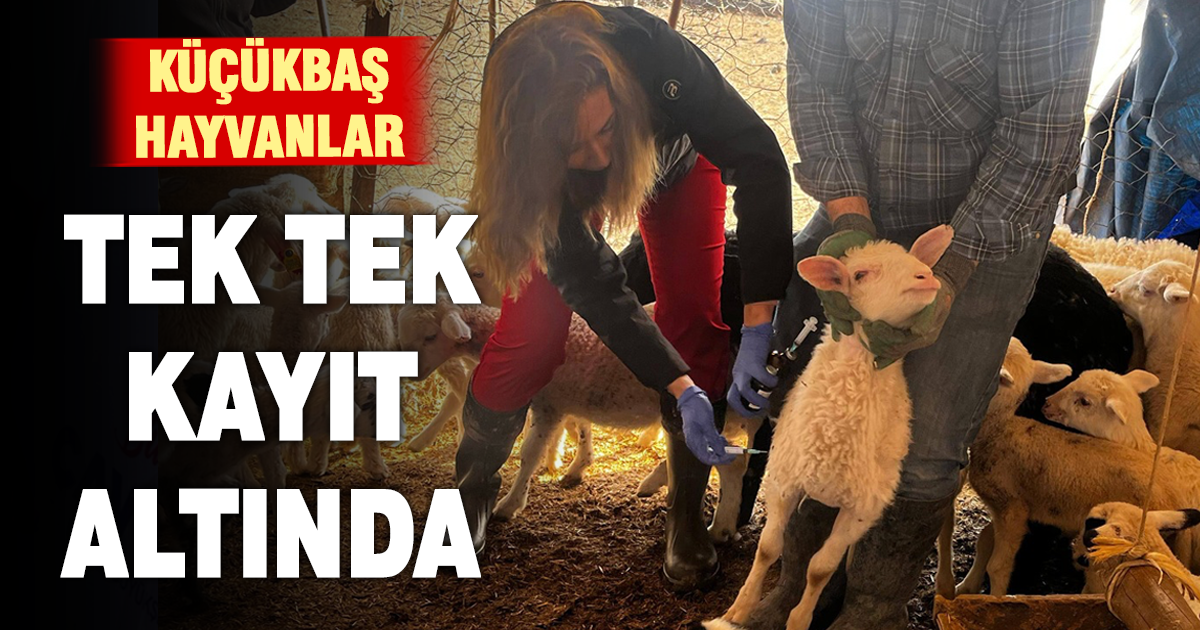 Denizli’de küçükbaş hayvanlar kayıt altına alınıyor