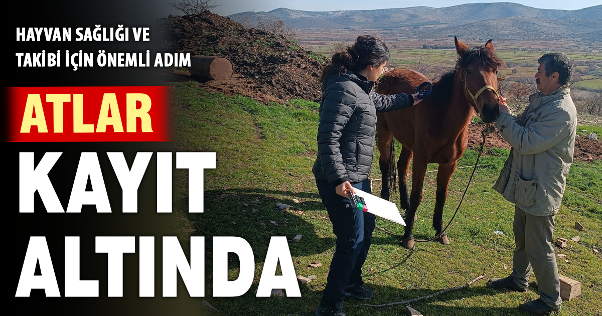 Bekilli’de atlar mikroçip ile kayıt altına alındı