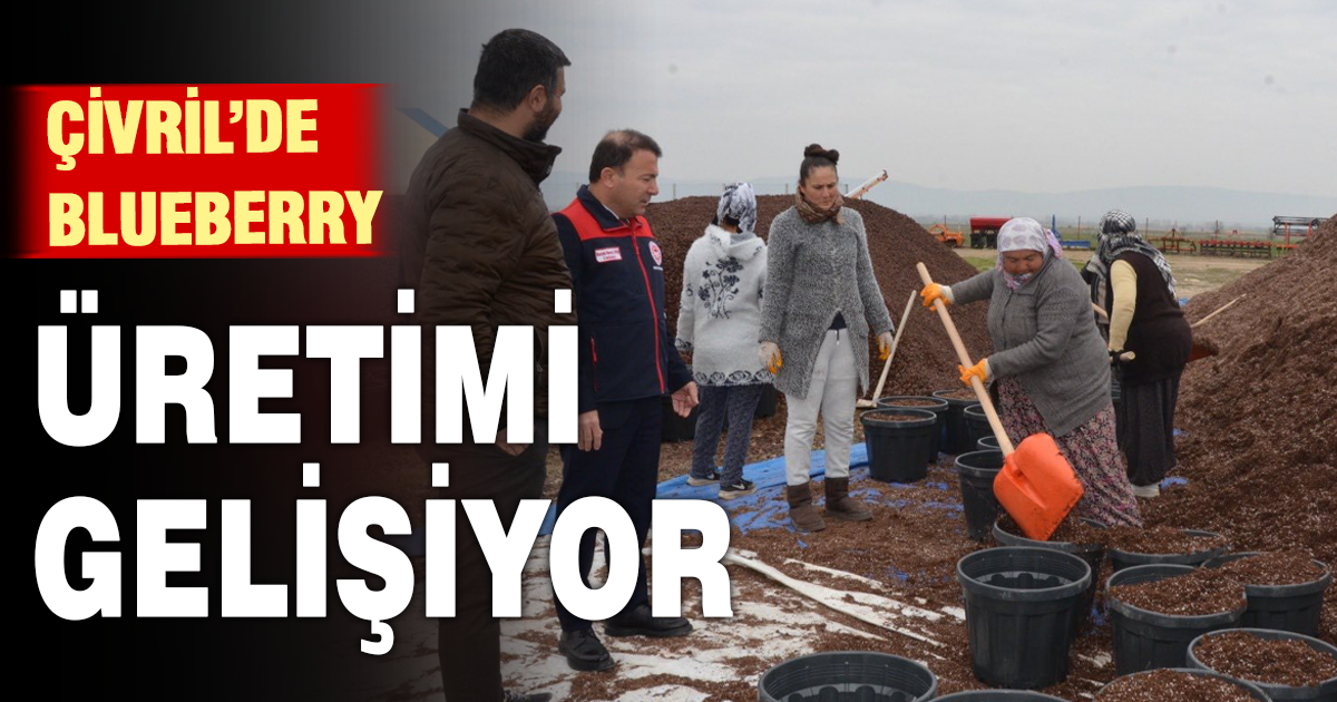 Çivril’de blueberry üretimine yerinde inceleme