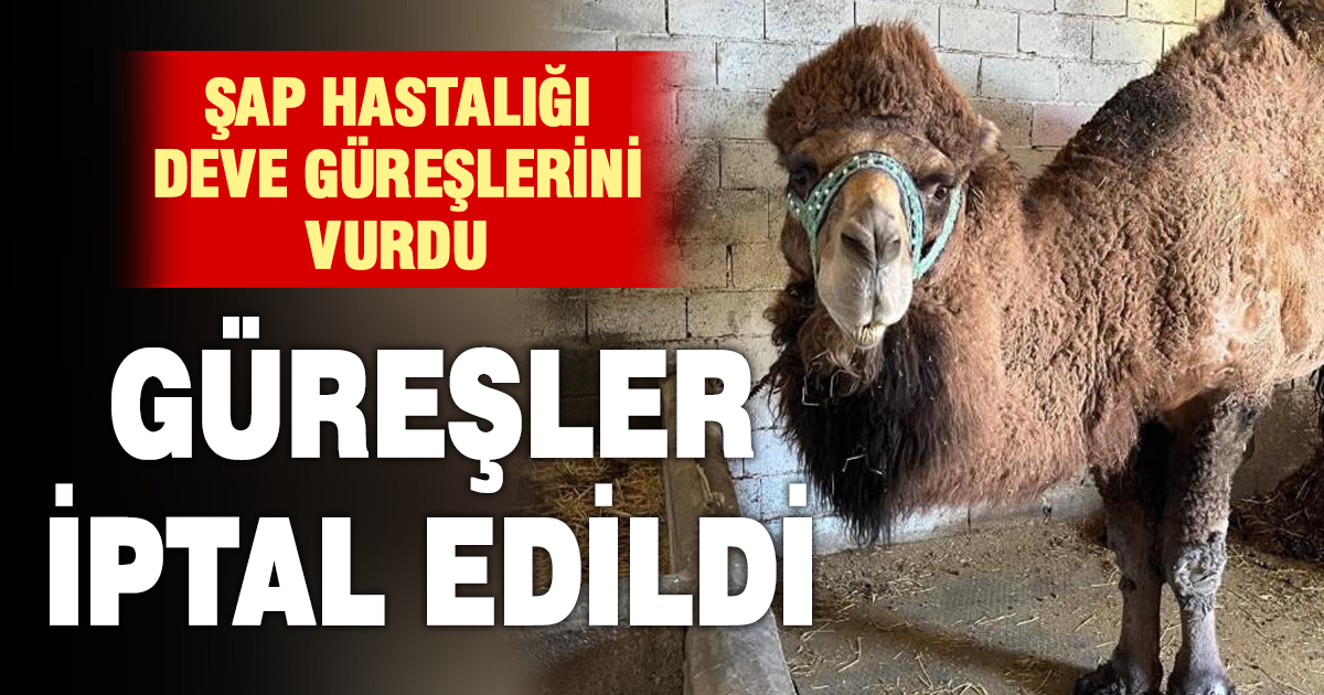 Deve güreşleri iptal edilince develer dinlenmeye çekildi 