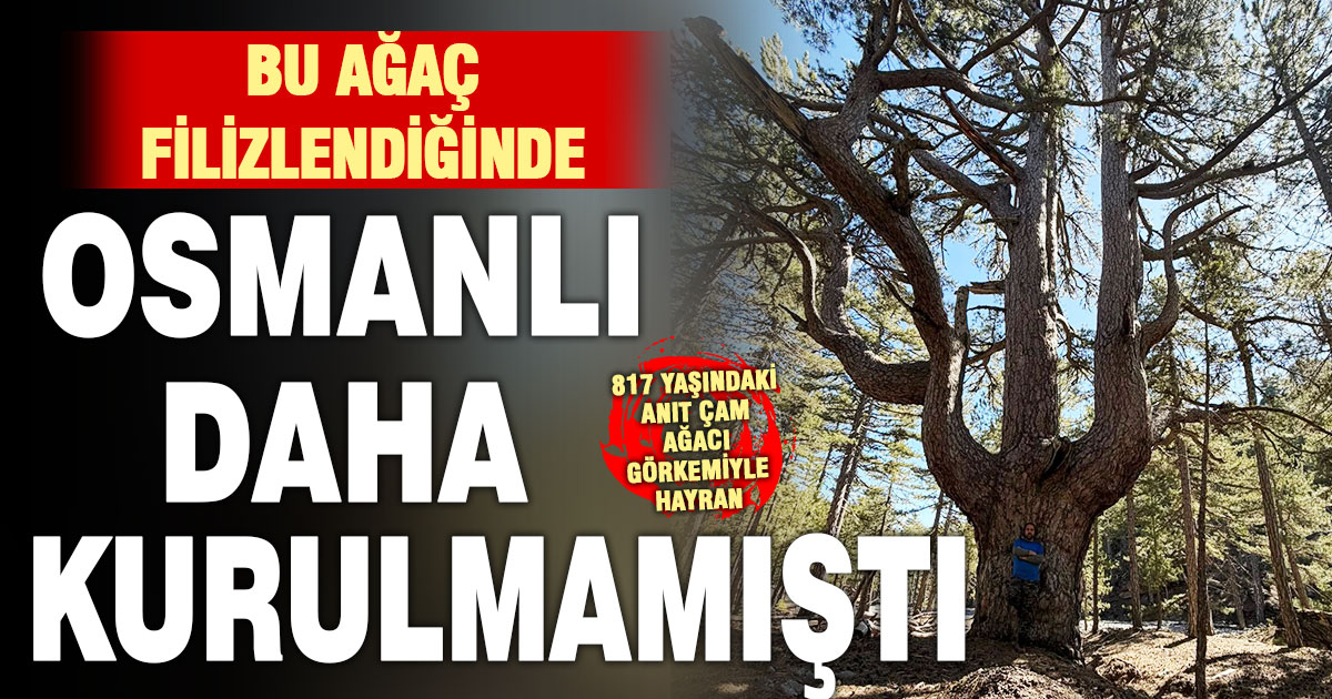 Acıpayam’da 817 yaşındaki anıt çam ağacı hayran bırakıyor