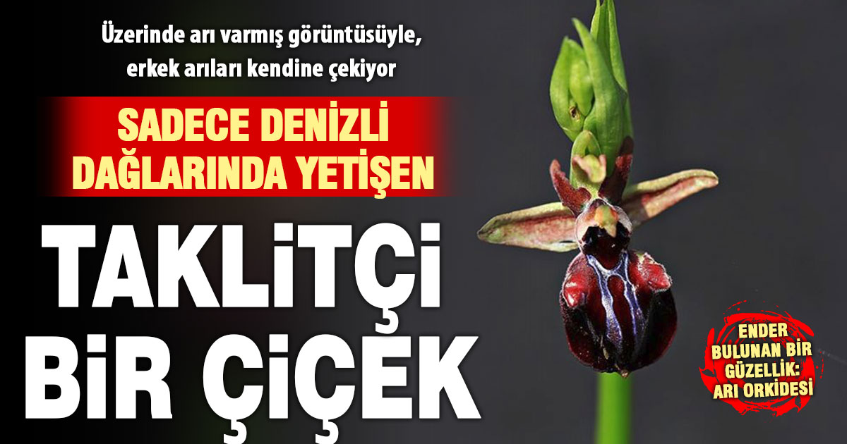 Doğanın taklit ustası güzelliği Arı Orkidesi, Denizli dağlarında açtı