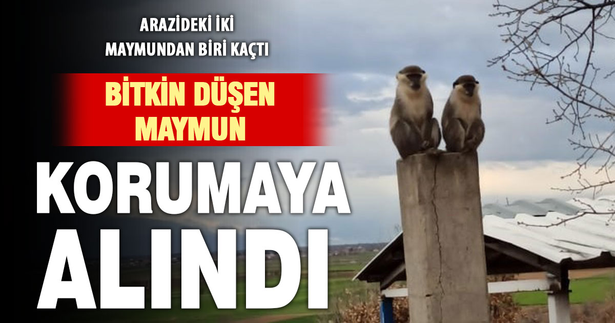 Arazideki başıboş iki maymundan biri korumaya alındı, diğeri kaçtı
