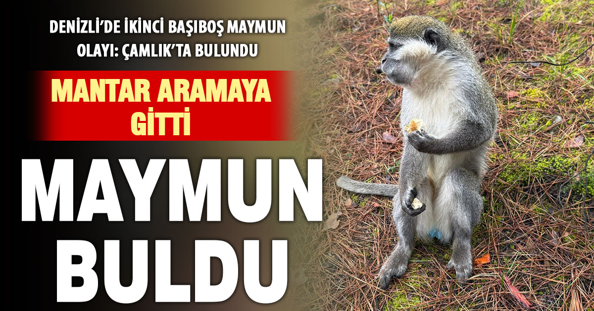 Mantar aramak için çıktığı doğada maymun buldu  