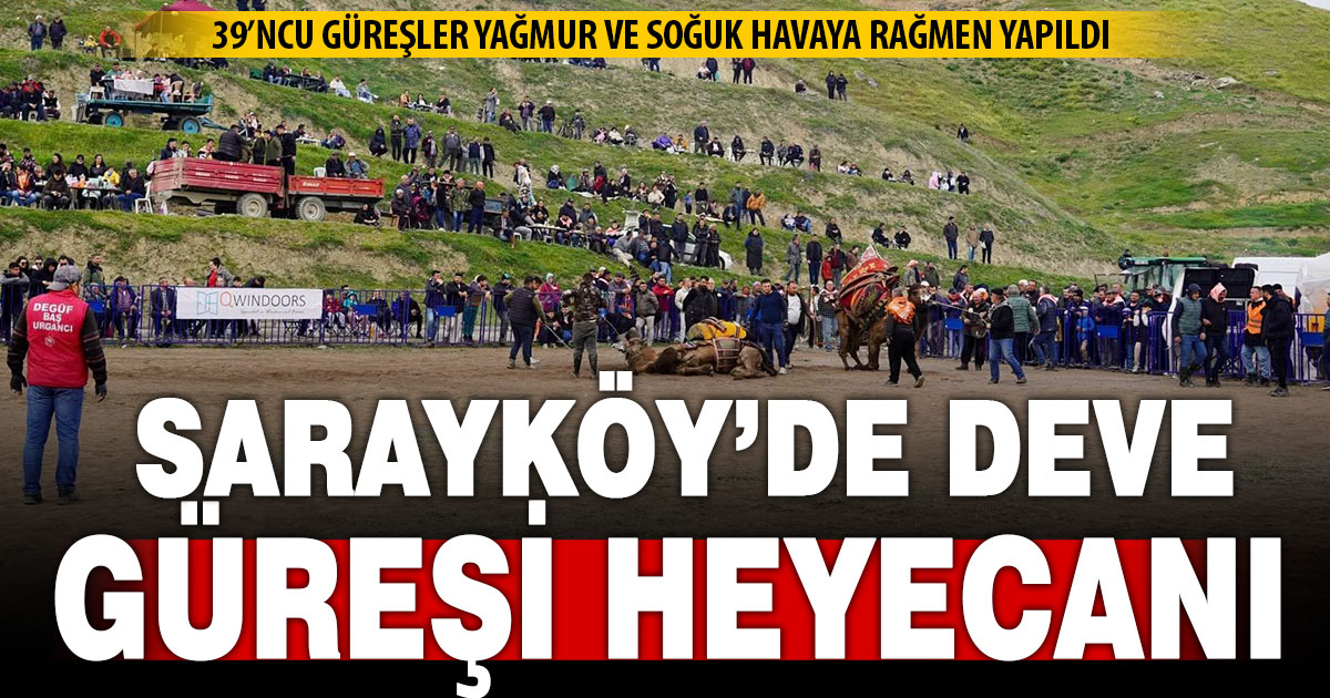 Sarayköy’de geleneksel deve güreşlerinin 39’ncusu yapıldı