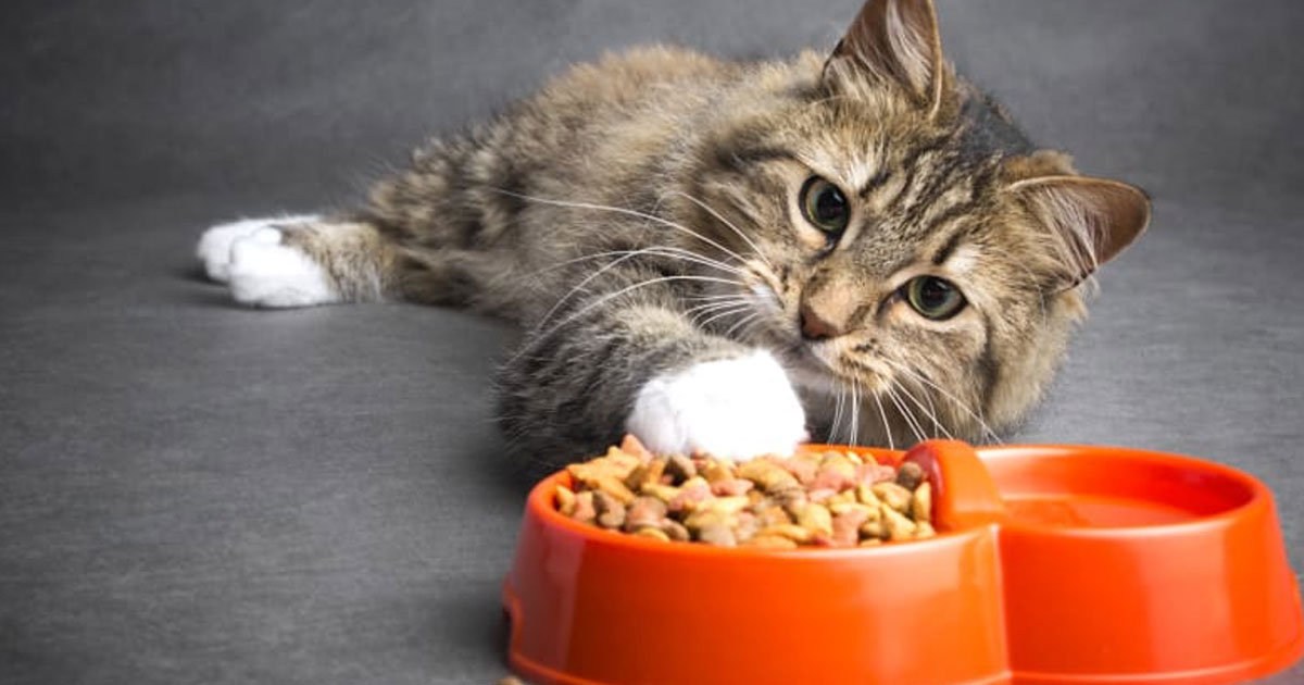 Gastrointestinal Kedi Maması Nedir?