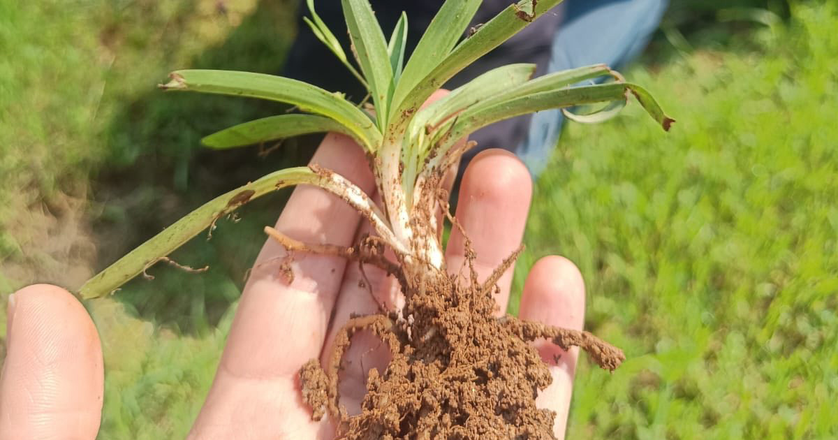 Denizli’de tarım sahada takip ediliyor