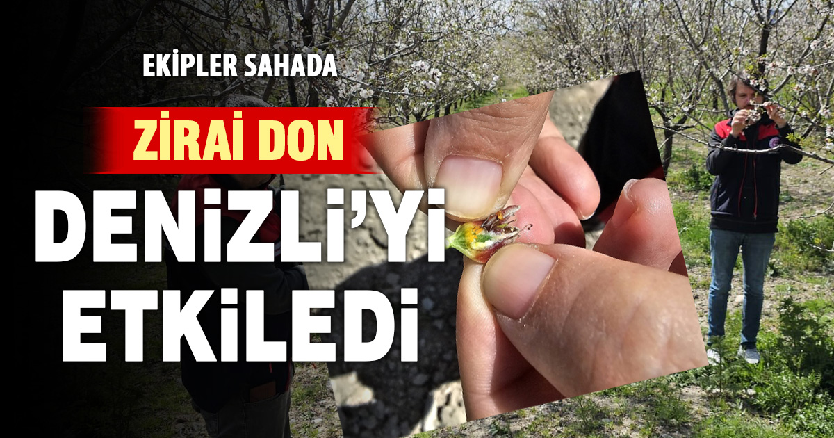 Zirai don Denizli’yi etkiledi