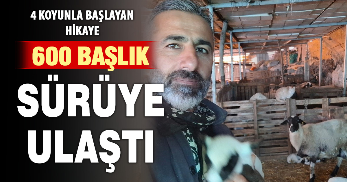 Pamukkale’de Sakız koyunu üretiminde örnek başarı