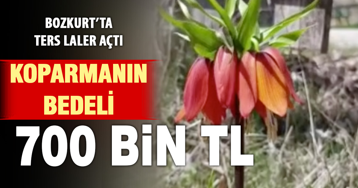 Bozkurt’un 150 yıllık mirası ters laleleri koparmanın cezası dudak uçuklatıyor
