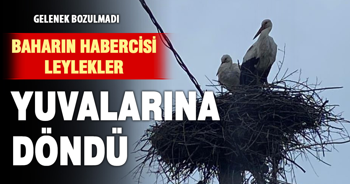 2 aşık leylek geleneği bozmadı 