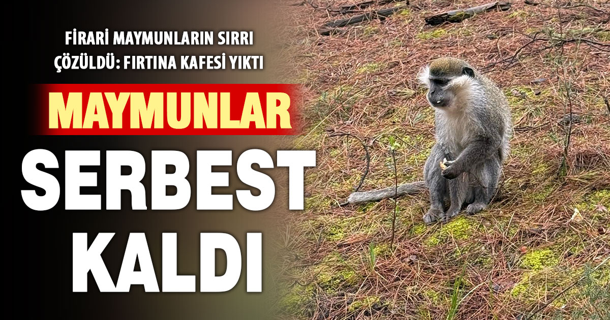 Beslenmesi yasak olan maymunlar fırtına sonrası firar etti