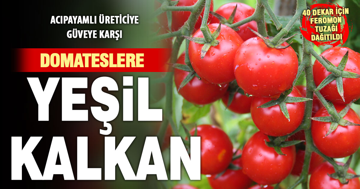 Acıpayam domatesine yeşil kalkan desteği