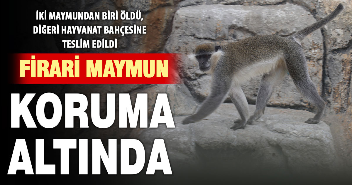 Denizli’nin firari maymunlarından biri öldü, diğeri Konya’da hayvanat bahçesine teslim edildi  