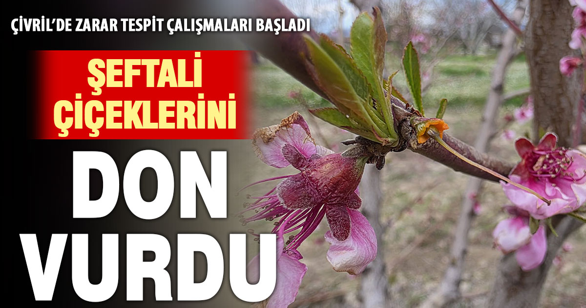 Çivril şeftali ağaçları don