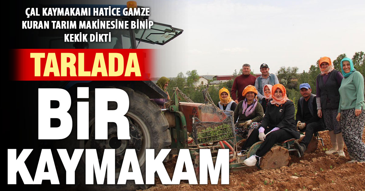 Çal Kaymakamı Kuran, tarım makinesine binip kekik fidesi dikti