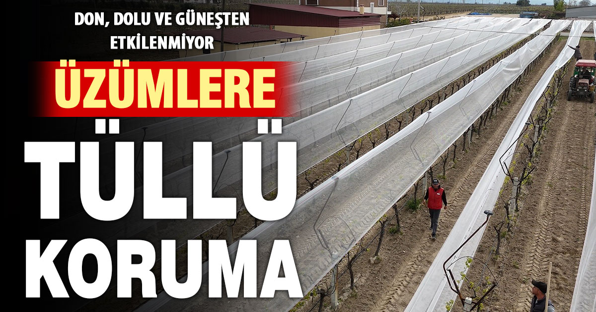 Kadın üretici, 50 dönüm üzüm bağını tül ile kapladı