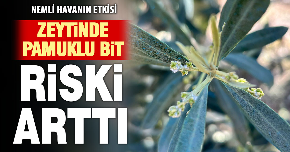 Zeytinde ‘pamuklu biti’ uyarısı