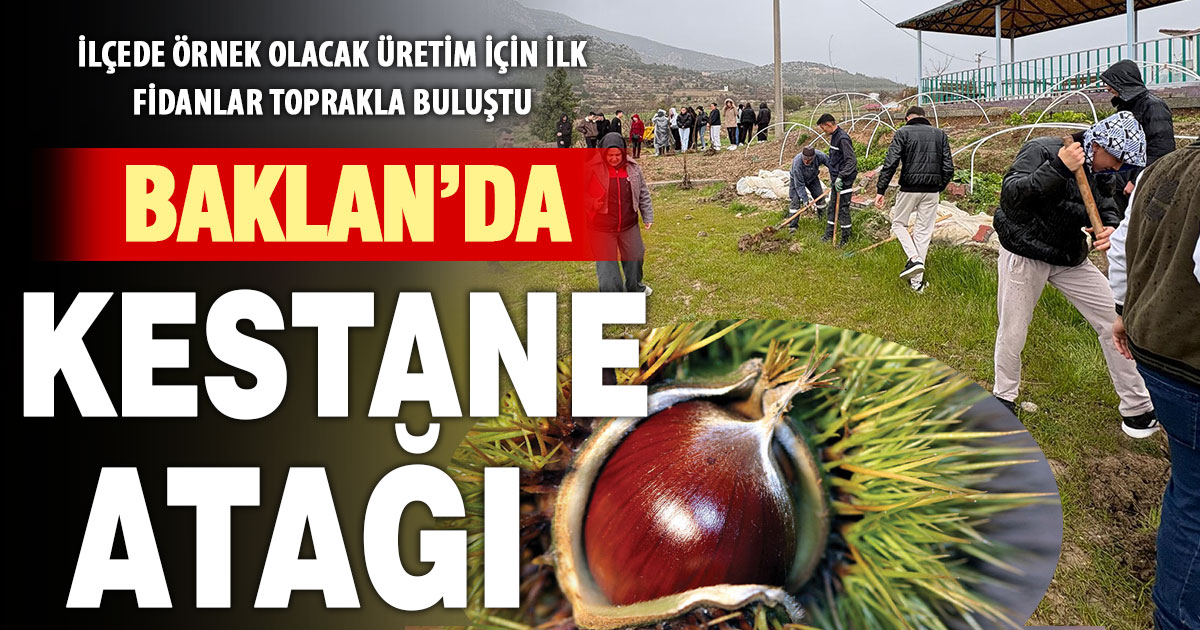 Baklan’da ilk kez kestane yetiştiriliyor