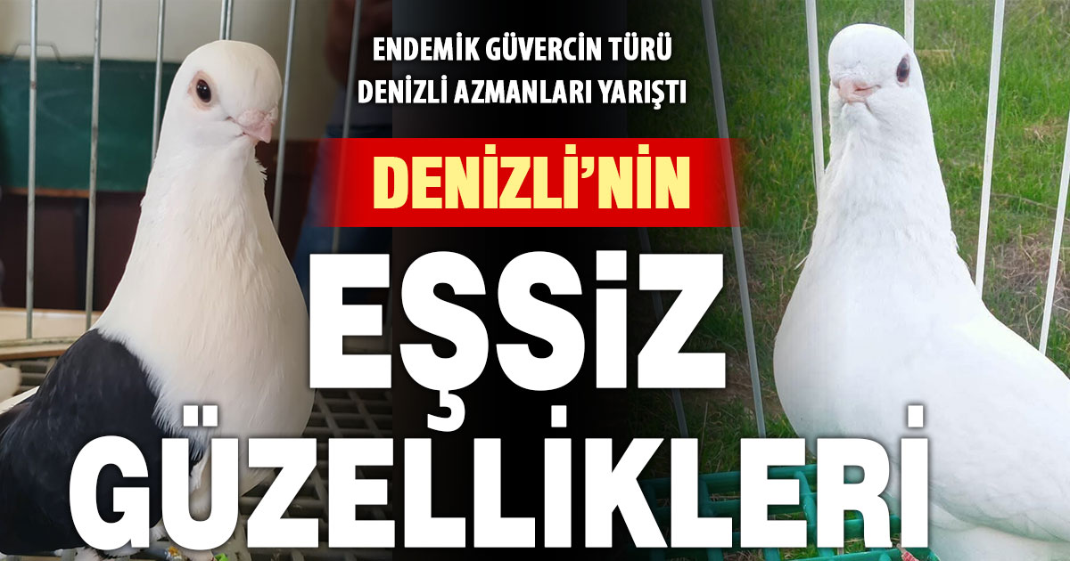 Denizli’nin endemik güvercin türü Denizli Azmanı için 13’ncü kez güzellik yarışması düzenlendi