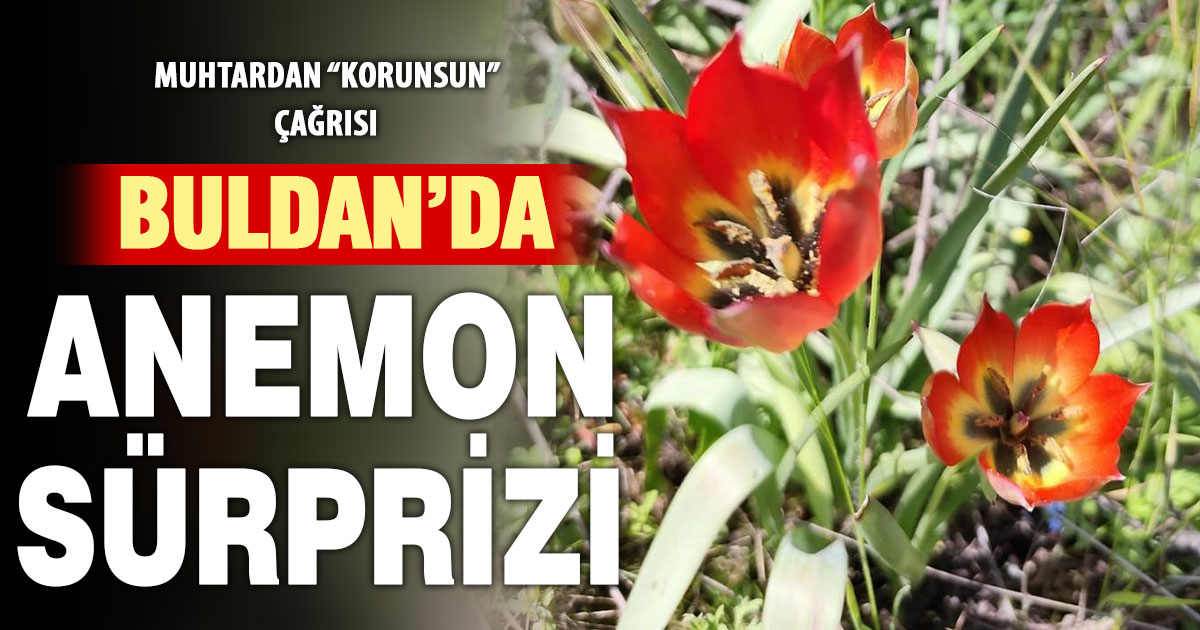 Manisa’nın endemik bitkisi anemon lalesi Buldan’da yetişti