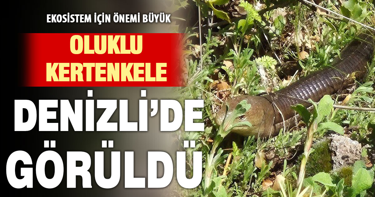 Demir yılan diye bilinen oluklu kertenkele Bozkurt’ta görüldü