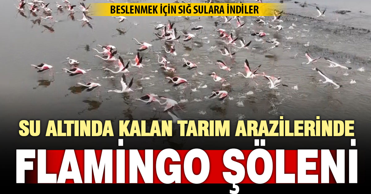 Su altında kalan arazilerde flamingolar görsel şölen oluşturdu  