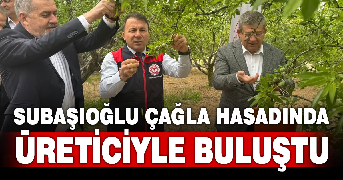 AK Parti Denizli İl Başkanı Subaşıoğlu çağla hasadına katıldı