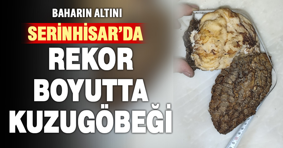 Denizli’de dev kuzugöbeği şaşırttı: Doğanın altın değeri bulundu