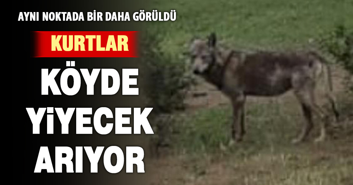 Buldan’da kurt bir kez daha görüldü 