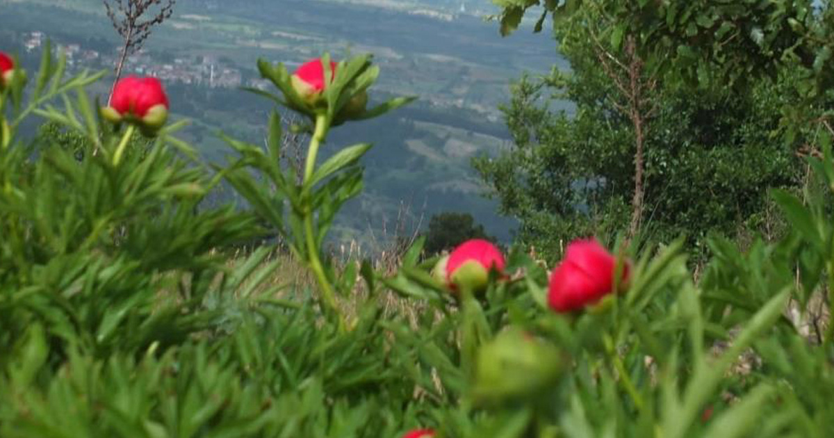 Koruma altındaki çiçekler doğaseverleri cezbediyor 