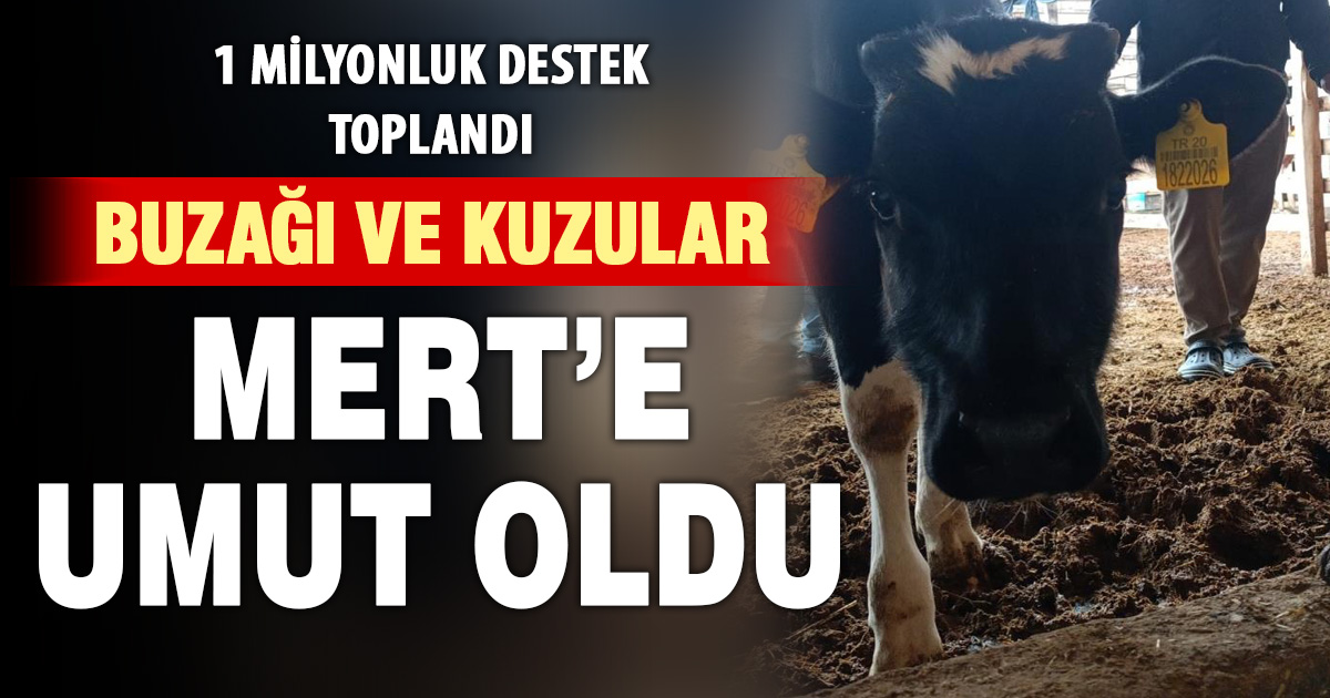 Bağışlanan buzağı ve kuzular Mert sağlığına kavuşması için desteğe dönüştü