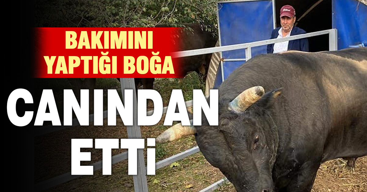  Bakımını yaptığı boğanın saldırısına uğrayan besici hayatını kaybetti 
