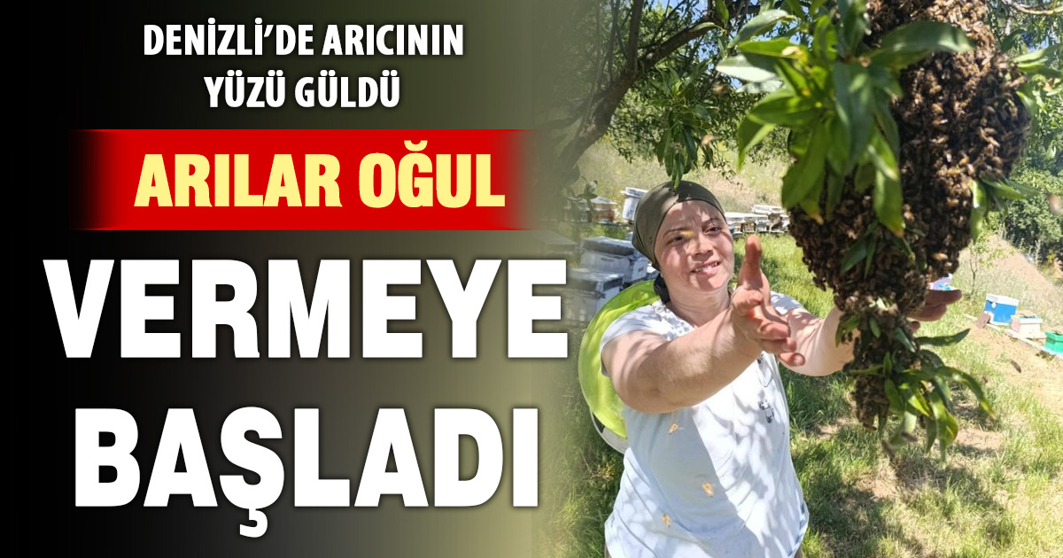  Bahar güzel geçince arılarda oğul verimi yükseldi 