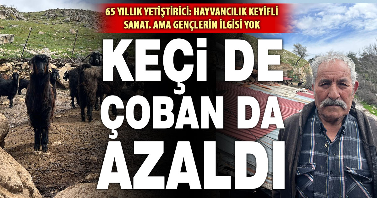 65 yıllık keçi yetiştiricisi: Gençlerin ilgisi azalınca hayvan sayısı da düştü