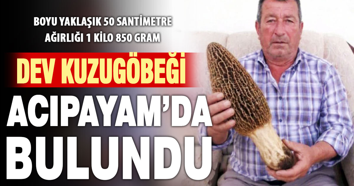 Acıpayam’da bulunan dev kuzugöbeği mantarı şaşırttı