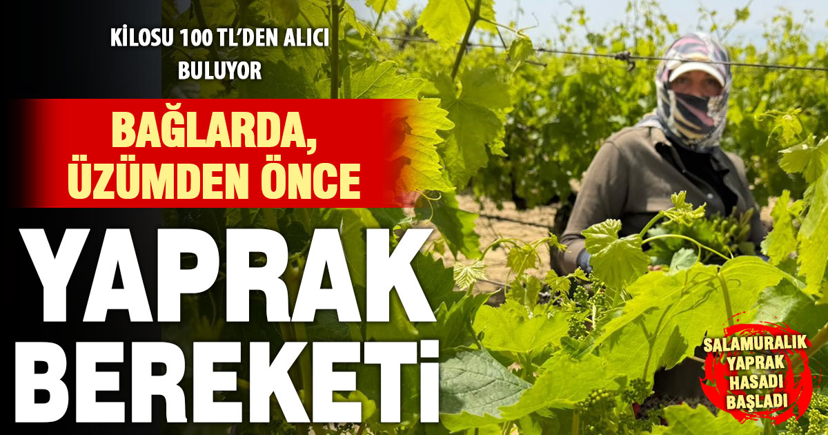 Buldan’da salamuralık yaprak hasadı başladı