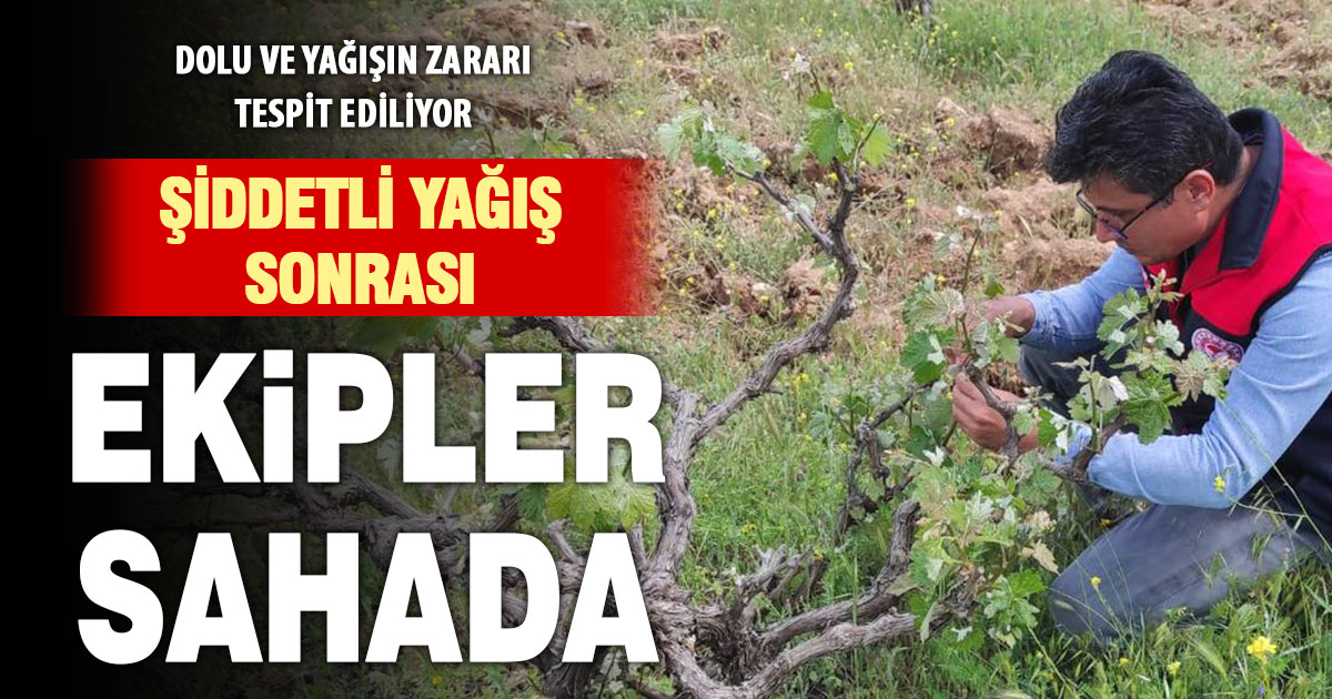 Dolu ve şiddetli yağış sonrası tarım ekipleri yeniden sahada