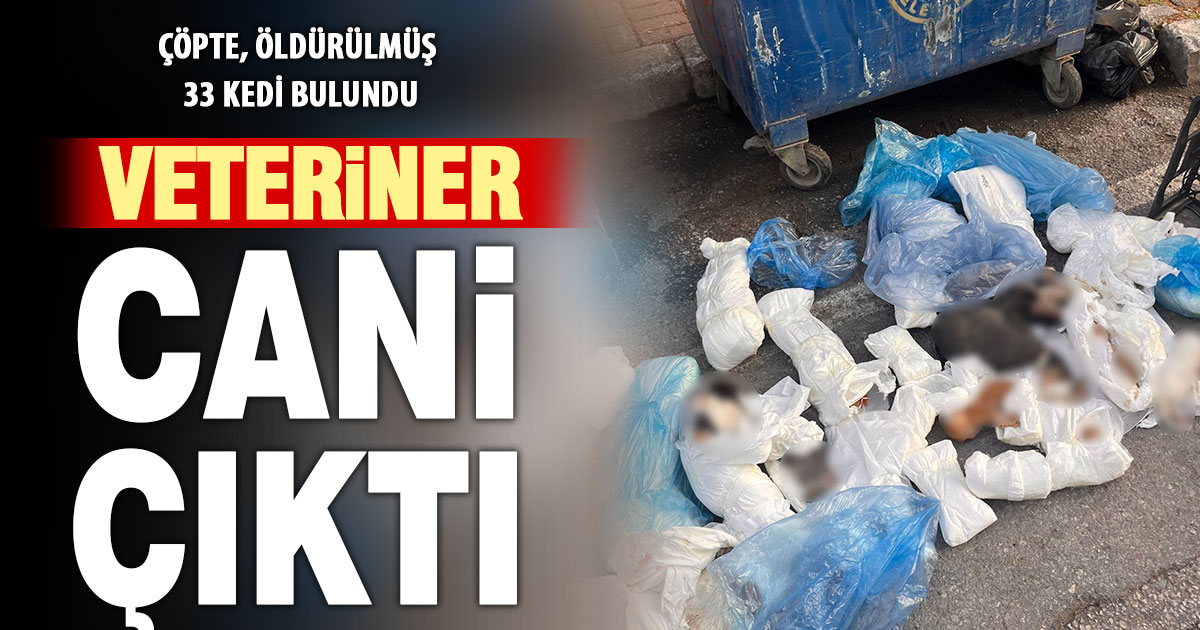 33 ölü kedi olayında gözaltına alınan veteriner, tutuklama talebiyle mahkemeye sevk edildi  