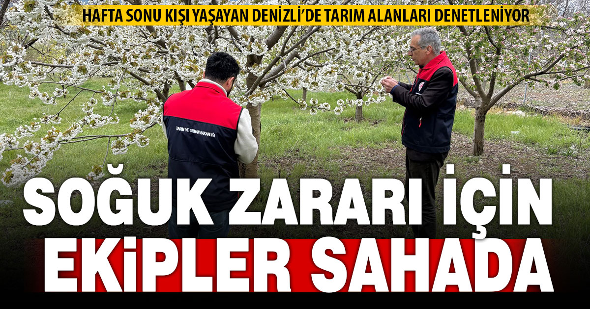 Denizli’de ‘soğuk’ zararı için tarım ekipleri sahada