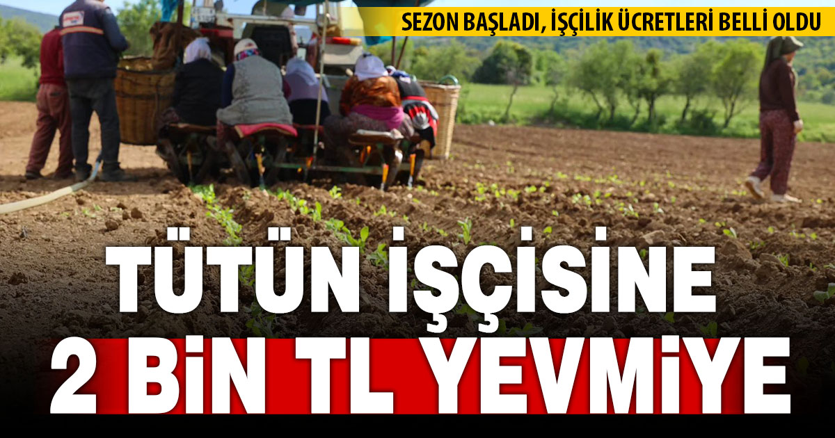 Tavas ovasında tütün işçiliği yevmiyesi 2 bin TL olarak belirlendi