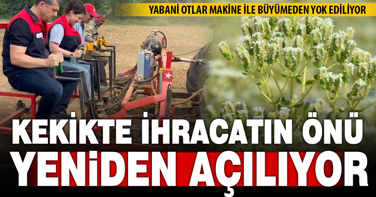 Denizli kekik ihracatının yeniden önü açılıyor: Üreticiye makine desteği