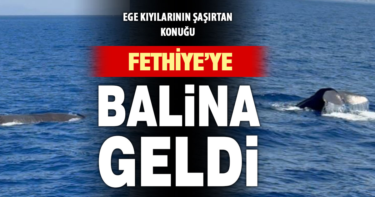 Fethiye’de balina görüntülendi  