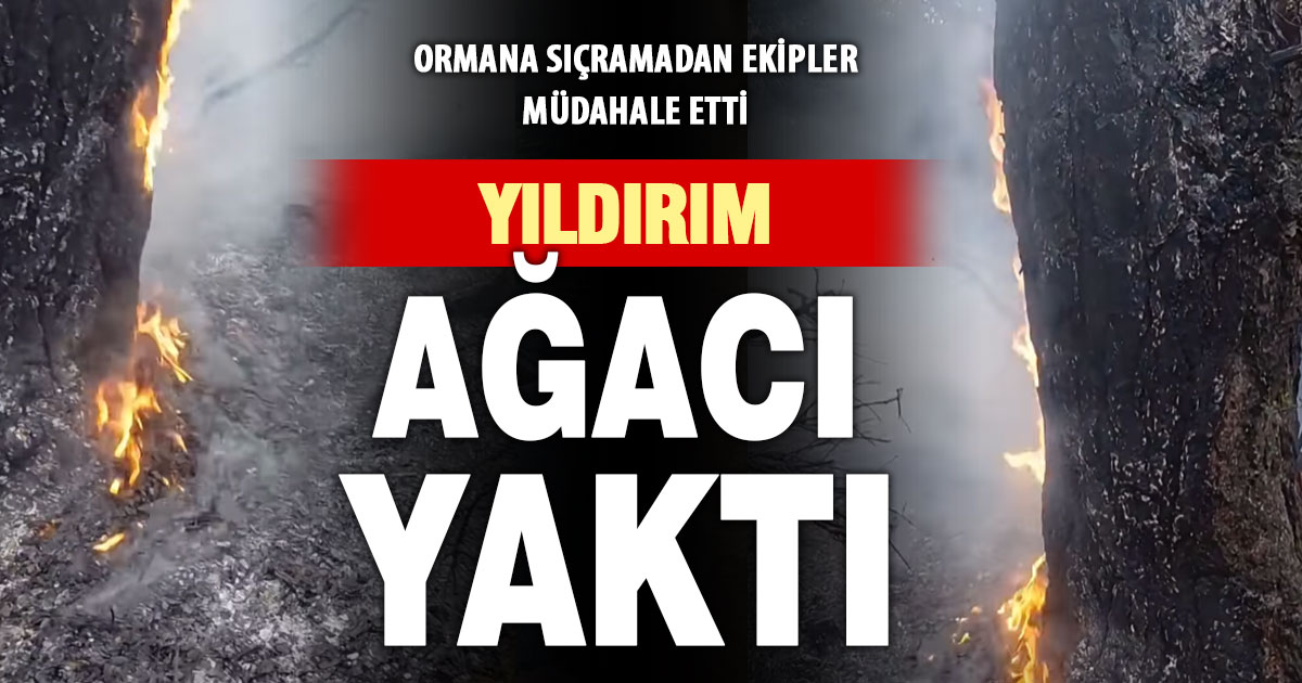Yıldırım ağacı yaktı