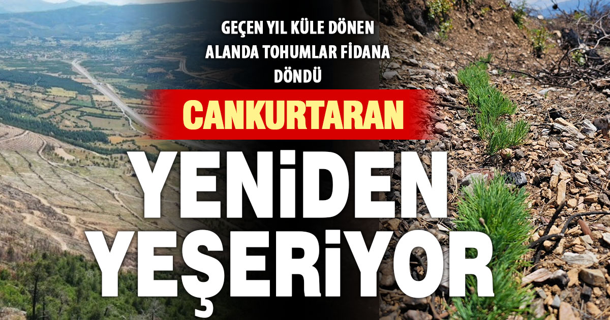 Yangında kül olan Cankurtaran’da tohumlar fidana döndü