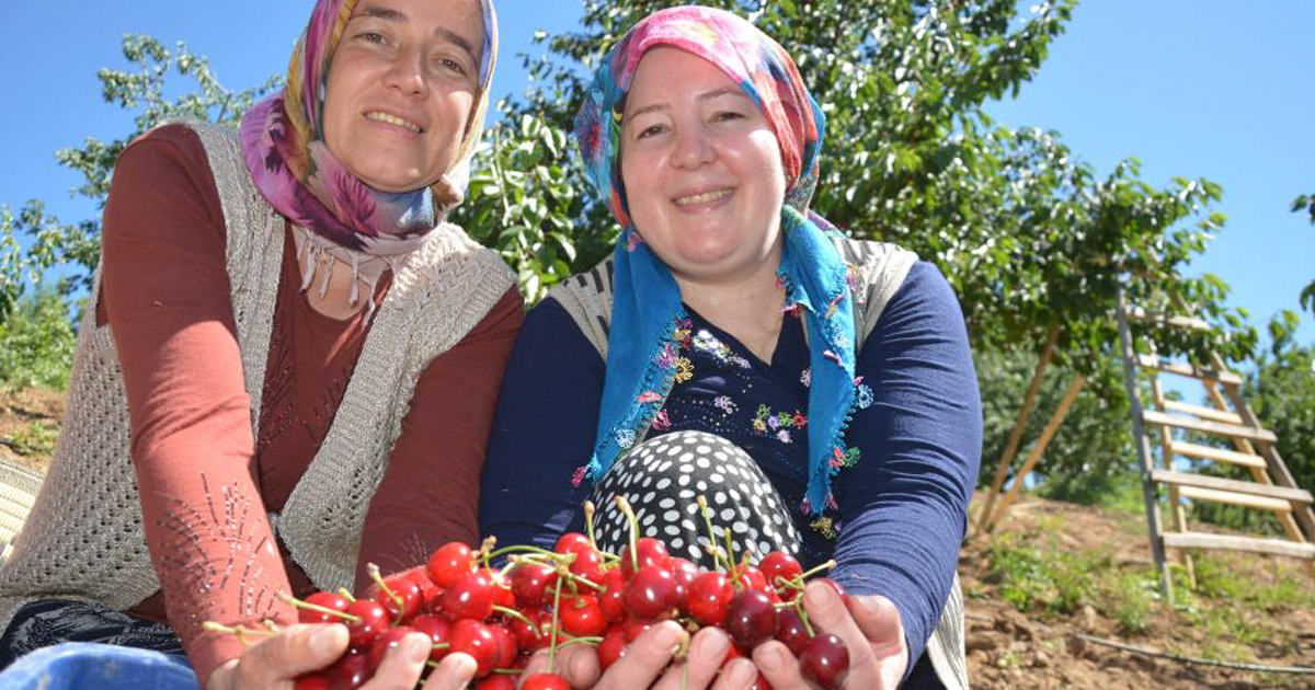  Dünyaca ünlü Demirci kirazında hasat başladı