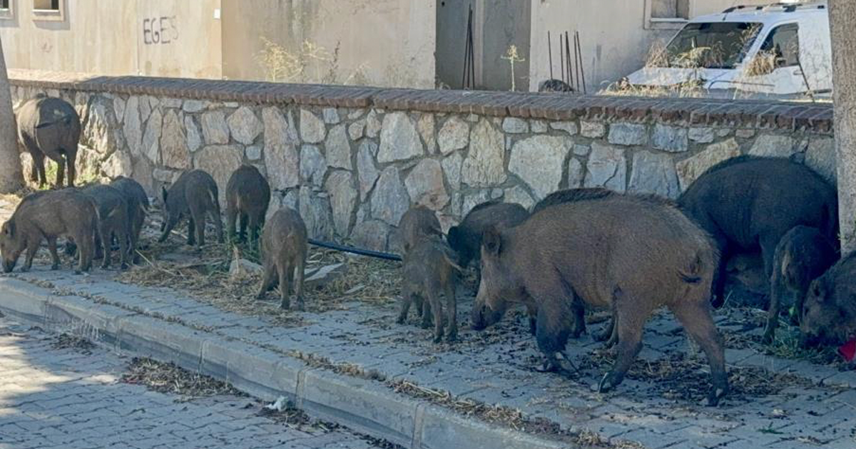 Gündüz vakti domuz sürüsü mahalleye indi